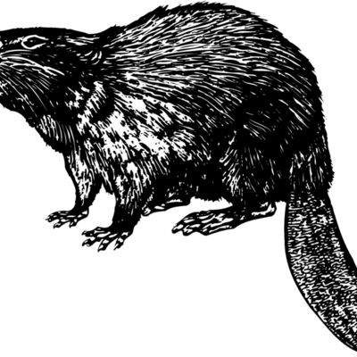 BEAVER02 Thumbnail